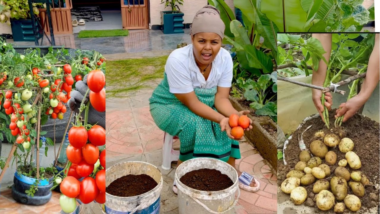 From Seed to Harvest: A Comprehensive Guide to Tomato and Potato Cultivation for Beginners